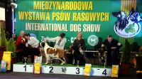 Best of Puppy (Saturday)<br>judge: Małgorzata Supronowicz
